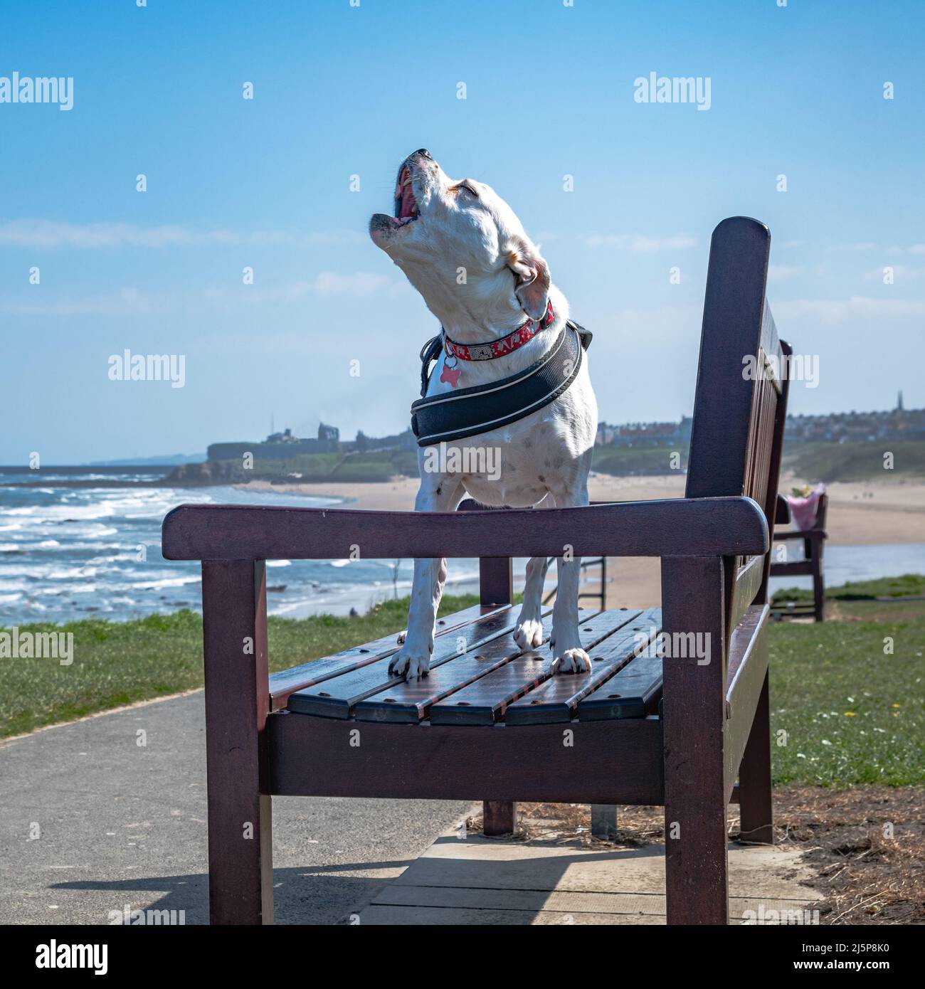 White Staffordshire Bull Terrier mix dog howling whilst standing on a bench on the sea front at Tynemouth Beach North Tyneside Stock Photo