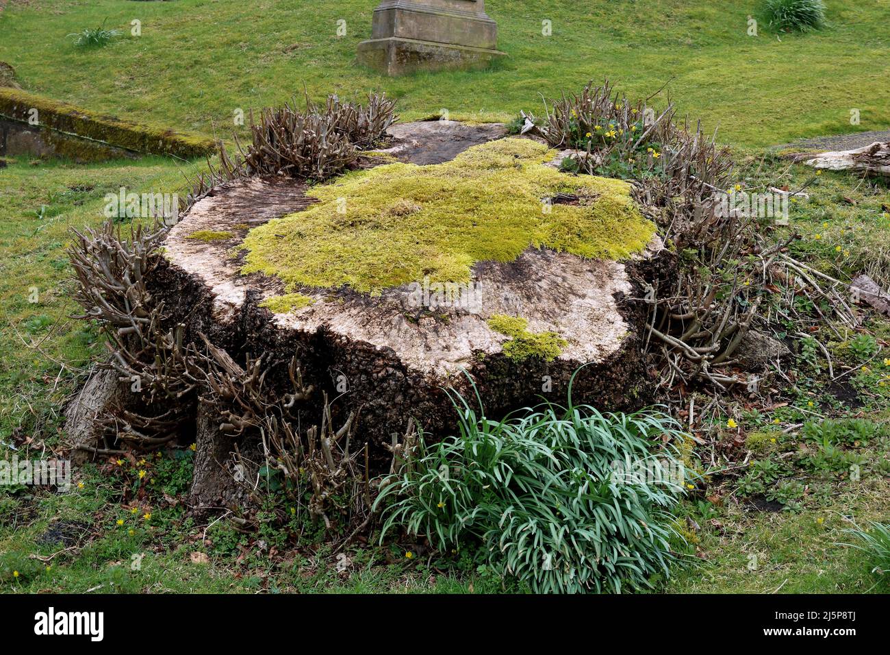 Axed tree hi-res stock photography and images - Alamy