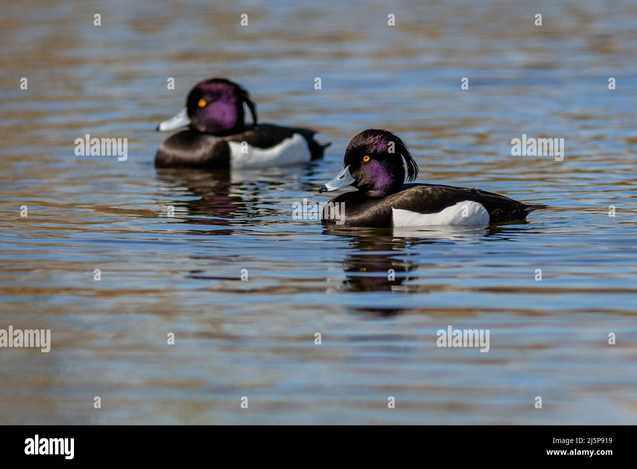 Two black and white tufted duck males with purple head and bright yellow eyes swimming in blue water on a sunny spring day. Stock Photo