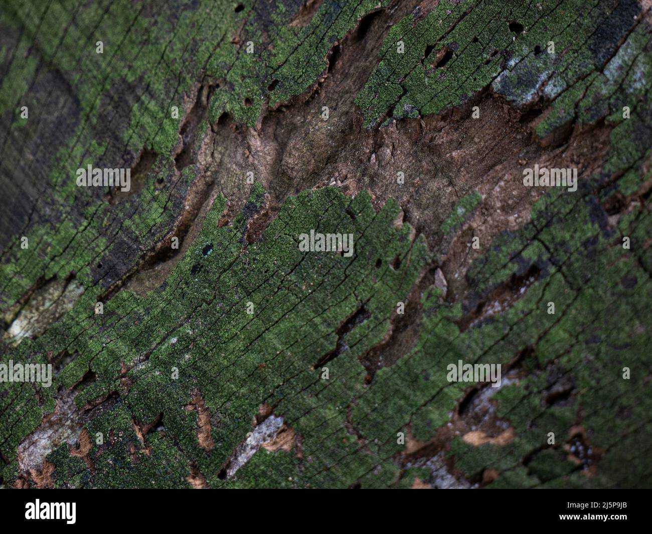 Wood texture background. wood background Stock Photo