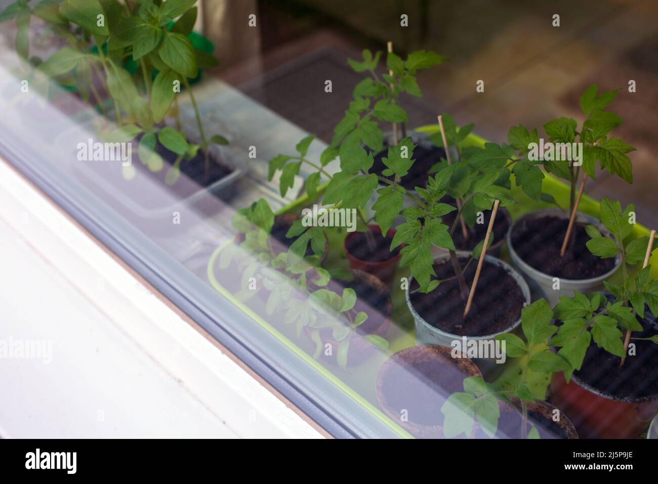 closeup of pots with various saplings on a window sill Stock Photo - Alamy