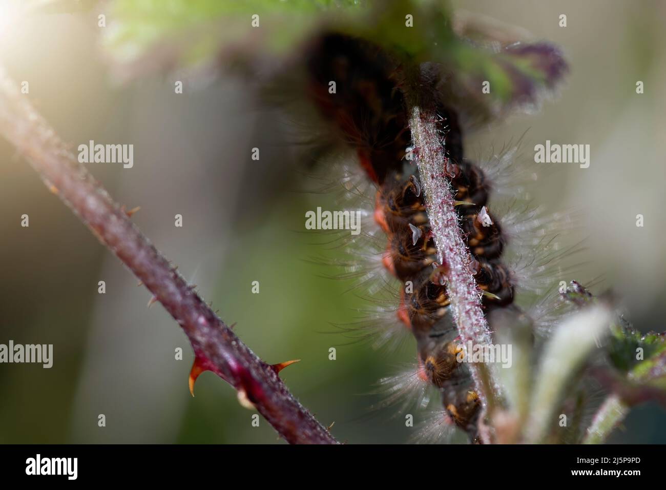 view from below of an oryia caterpillar, detail of the feet. on a blackberry bush. seasonal. springtime. macro photography Stock Photo