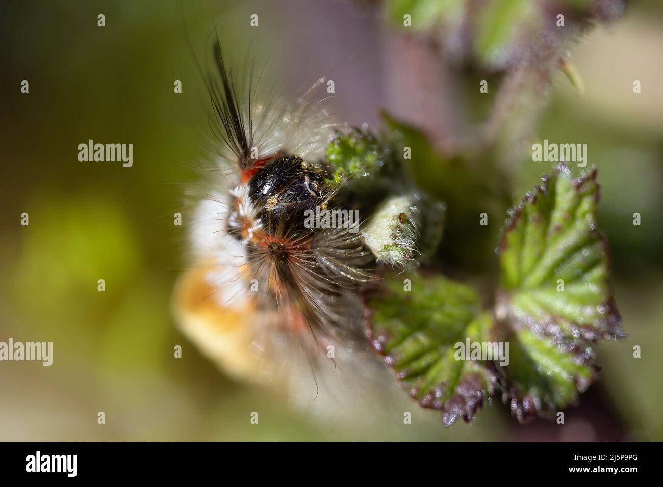 frontal view of the face of the hairy caterpillar oryia recens eating blackberry leaf. very detailed. selective blur. beauty in nature. wildlife. Copy Stock Photo