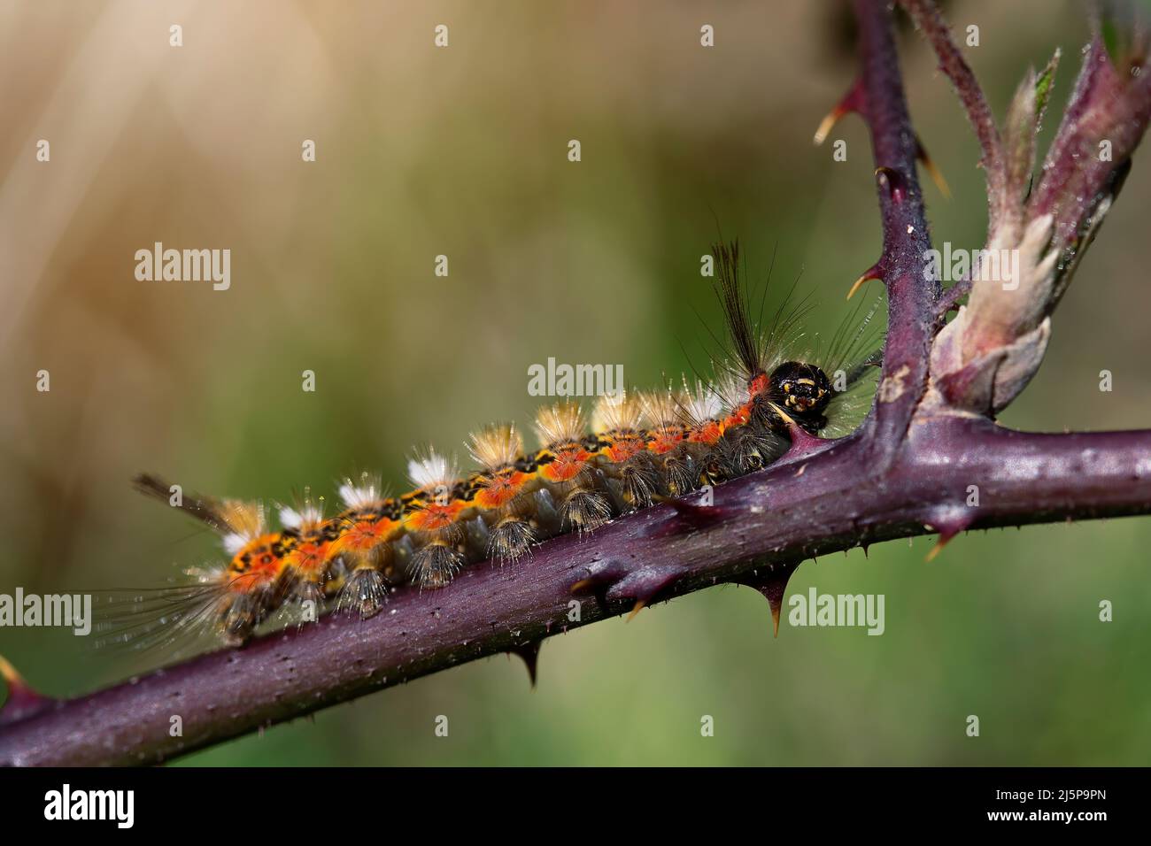 side view of the caterpillar orgyia recens walking on a blackberry branch between its spikes in search of its leaves. macro photograph. details. hairy Stock Photo