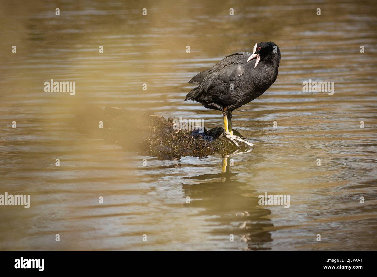 Funny looking black and white coot with yellow legs standing on a little island with its beak open. Sunny day in a park by a pond. Stock Photo