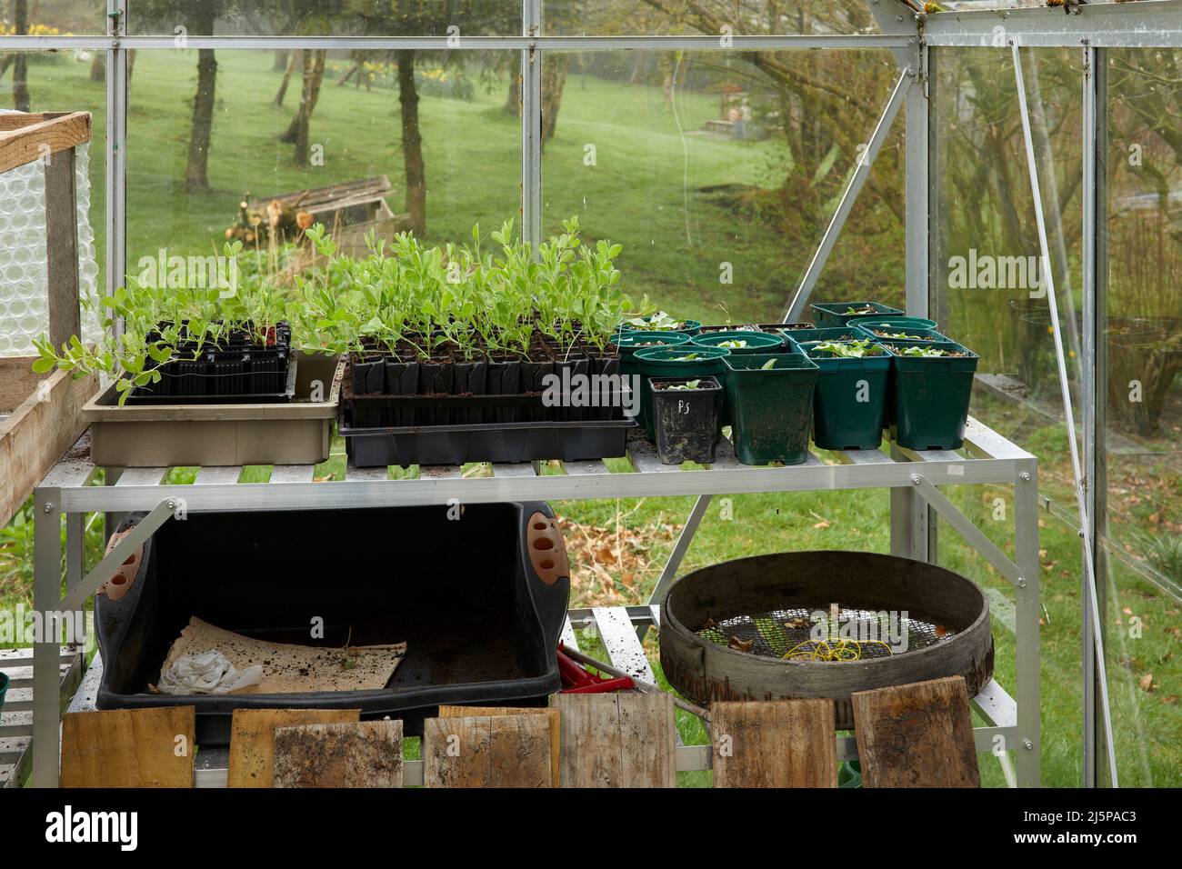 In the unheated greenhouse, seed trays with sweet peas and Eryngium 'Silver Ghost' Stock Photo