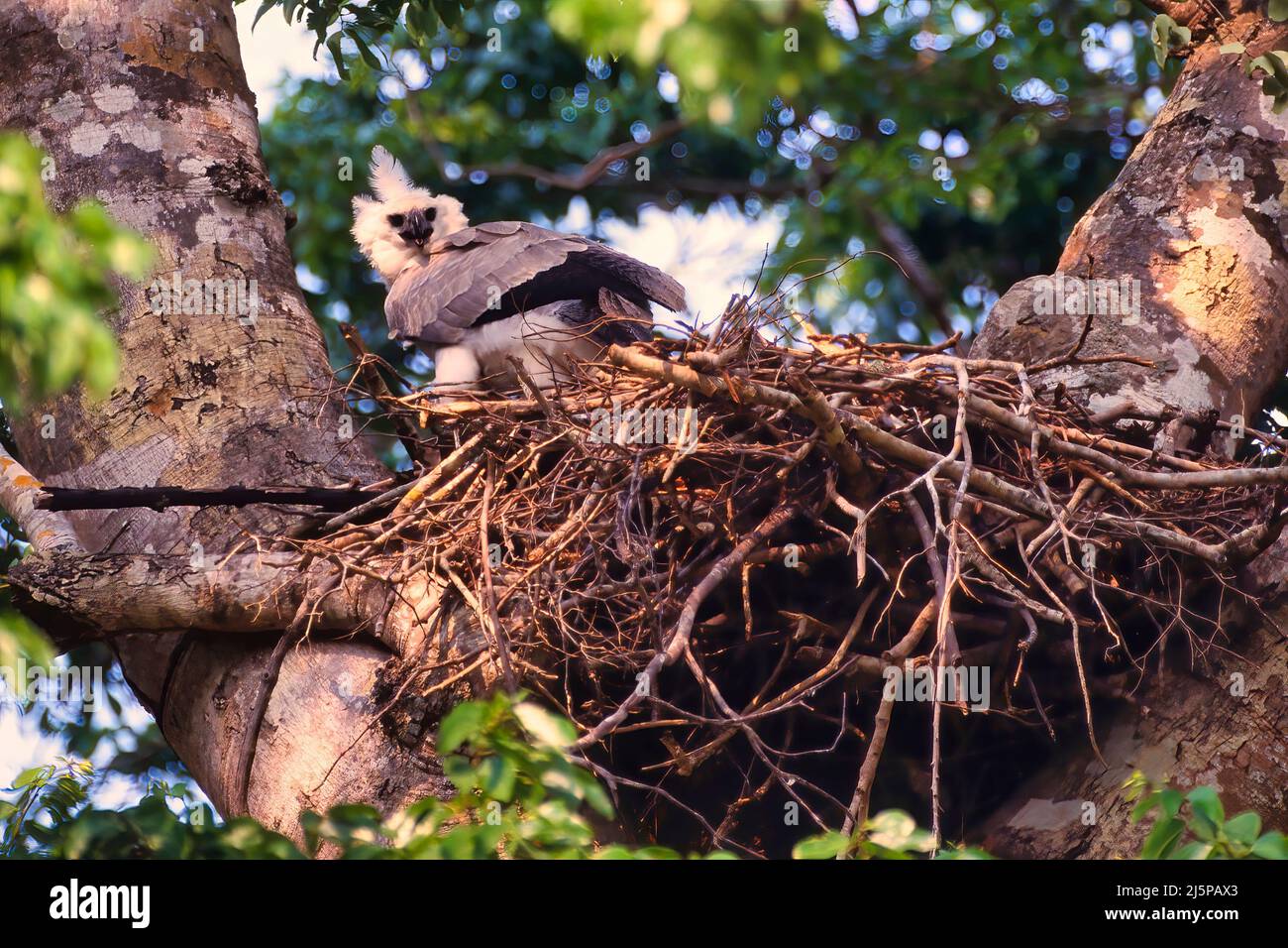 Young Harpy Eagle (Harpia harpyia) in the nest, Mato Grosso, Brazil