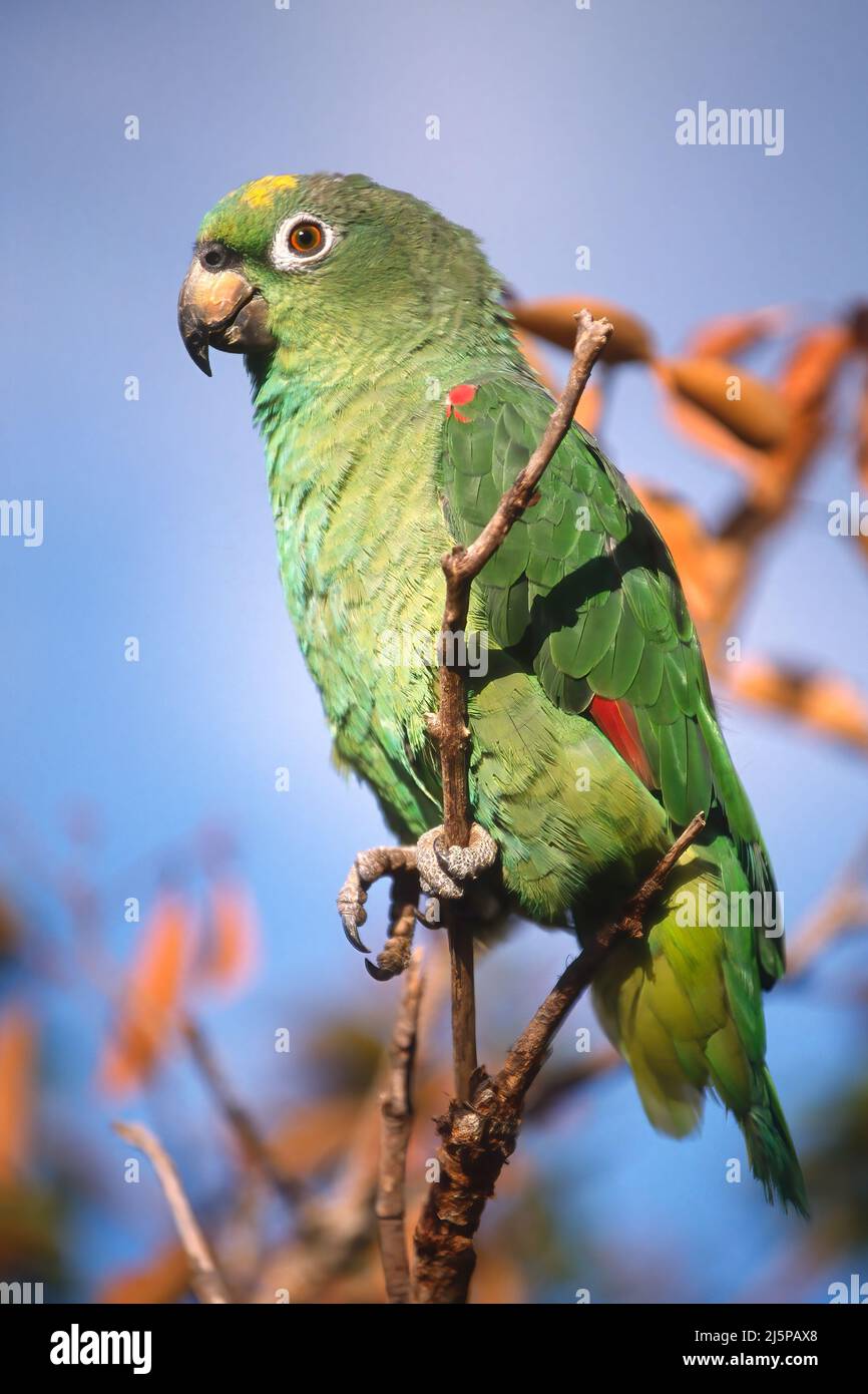Yellow-headed Parrot (Amazona oratrix), Gran Sabana, Venezuela Stock Photo