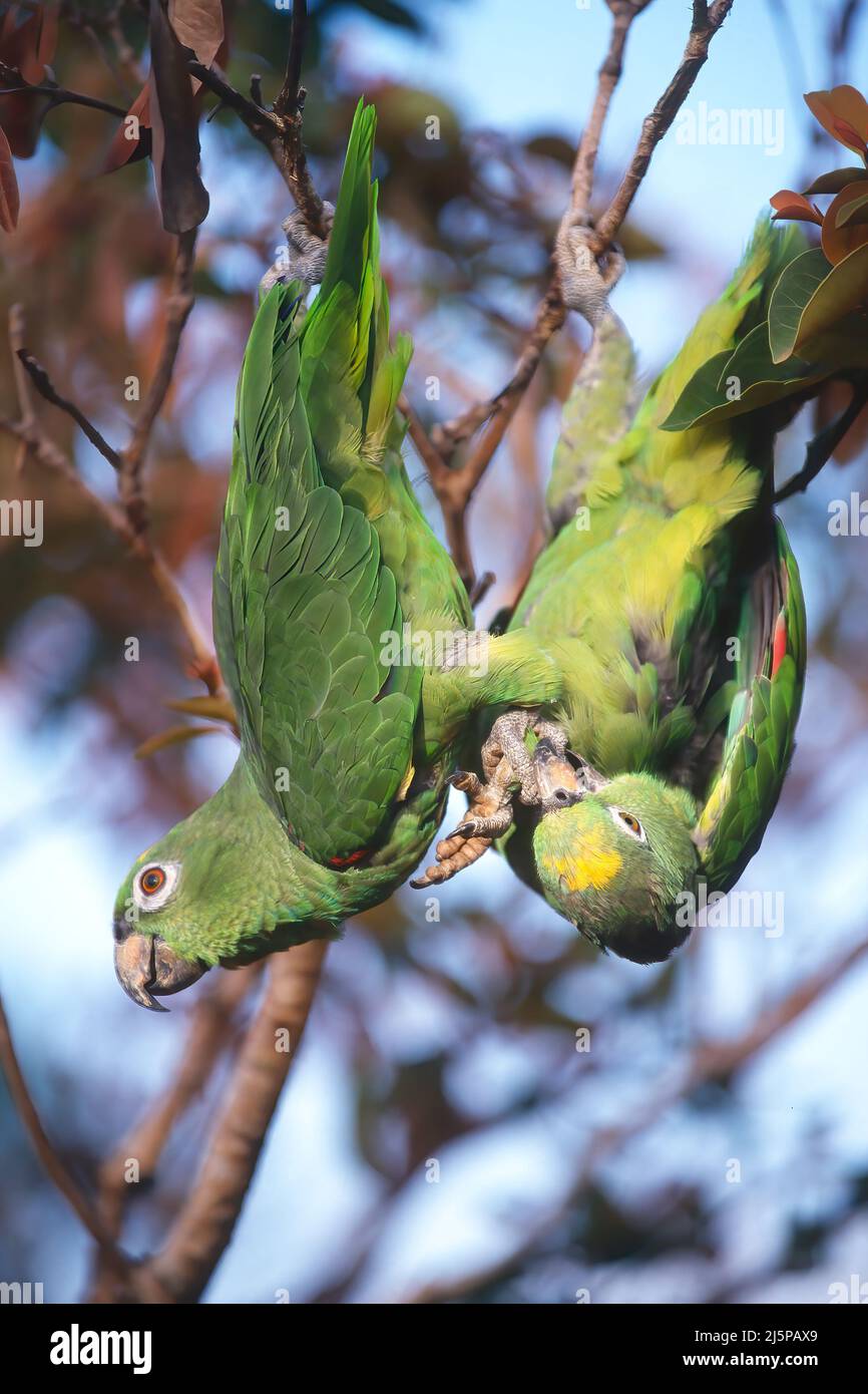 Two Yellow-headed Parrots (Amazona oratrix) hanging in a tree upside down, Gran Sabana, Venezuela Stock Photo