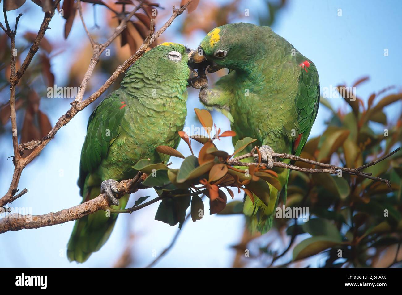 Two Yellow-headed Parrots (Amazona oratrix) in a tree, Gran Sabana, Venezuela Stock Photo