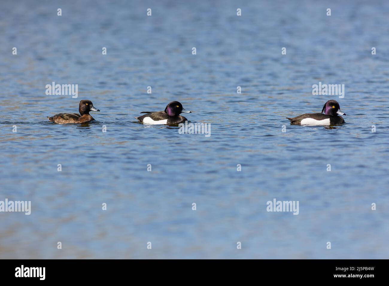 Three tufted ducks, two black and white males and one brown female, swimming in a row in blue water on a sunny spring day. Stock Photo