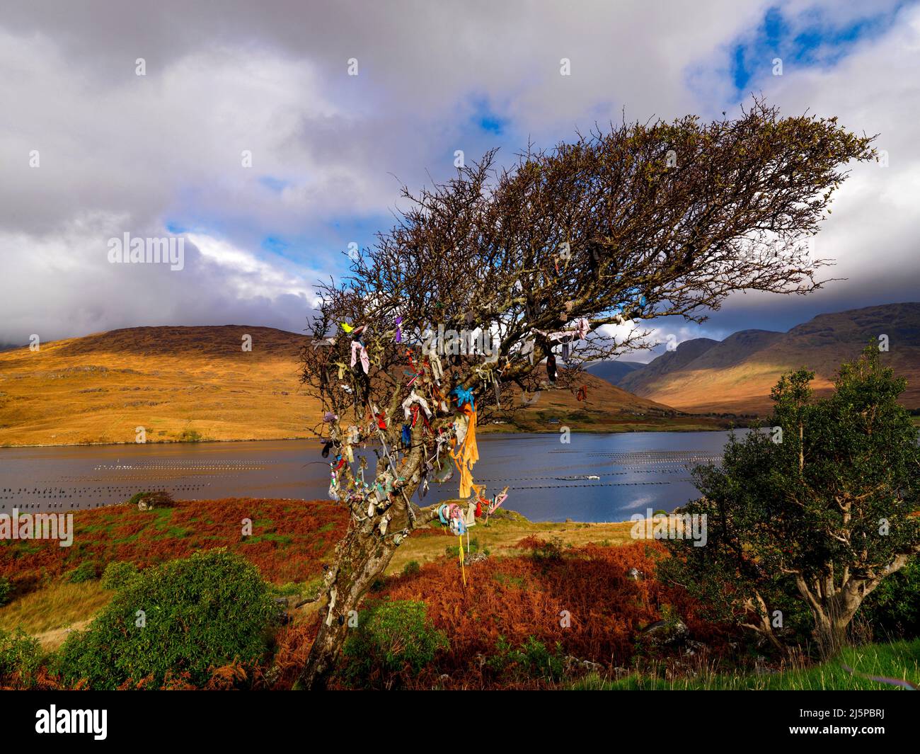 Fairy Thorn Tree, Killery Harbour, County Galway, Ireland Stock Photo