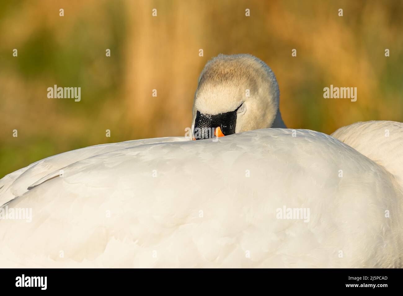 Close up image of a white mute swan sleeping with its beak hiding in feathers on the back. A sunny spring day. Blurry yellow and green background. Stock Photo