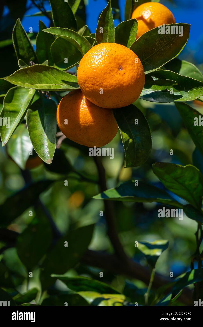Tangerine Tree Ripe Close-up of ripe tangerines on the branches of trees on a sunny day ...