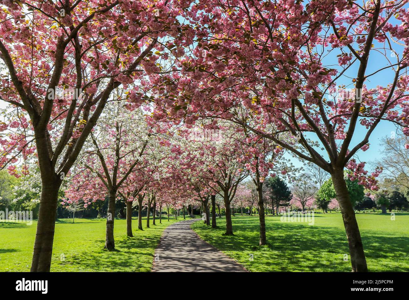 Cherry blossom trees blooming in Spring in Herbert Park, Dublin