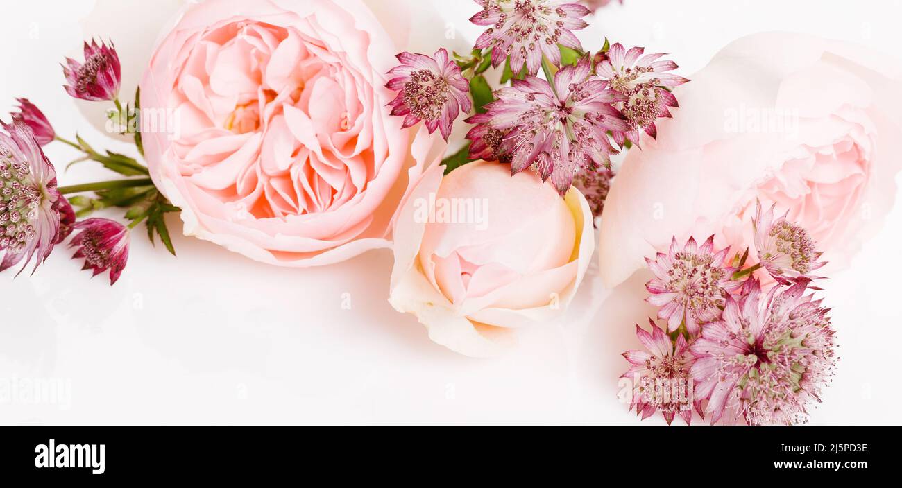 Beautiful pink pale roses on white background Stock Photo - Alamy