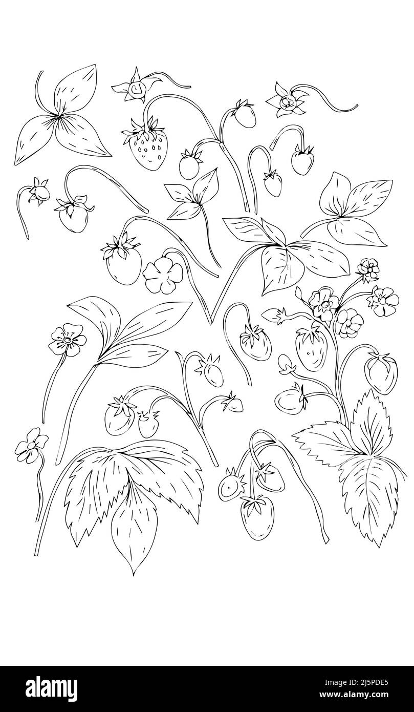 https://c8.alamy.com/comp/2J5PDE5/strawberry-fruits-flowers-spring-flowering-plants-graphic-illustration-hand-drawn-coloring-book-for-kids-sketch-doodle-2J5PDE5.jpg