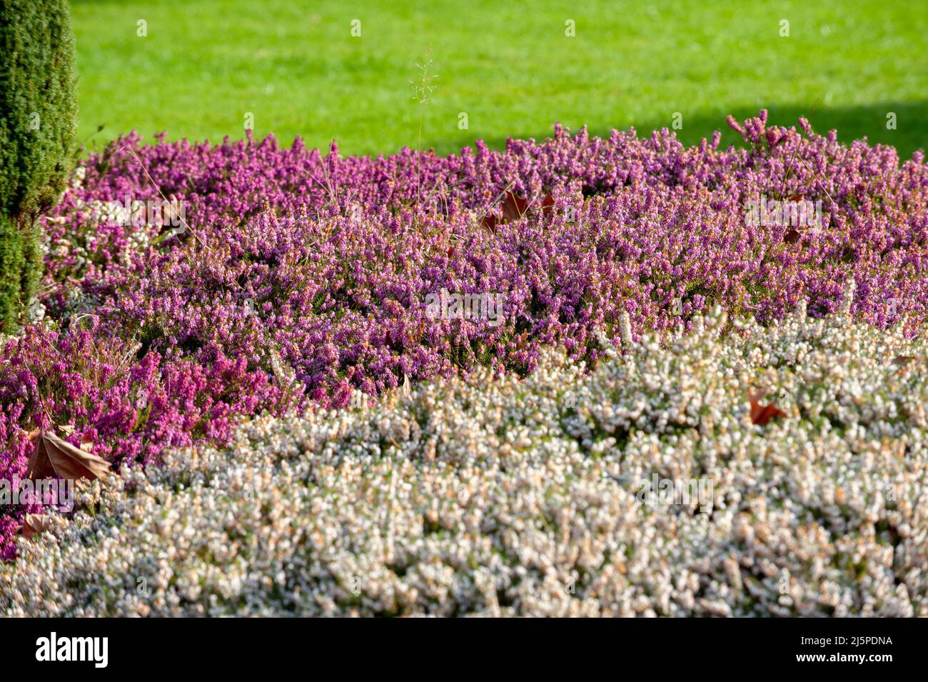 Heather with purple and white flowers on a spring time, Ireland Stock Photo