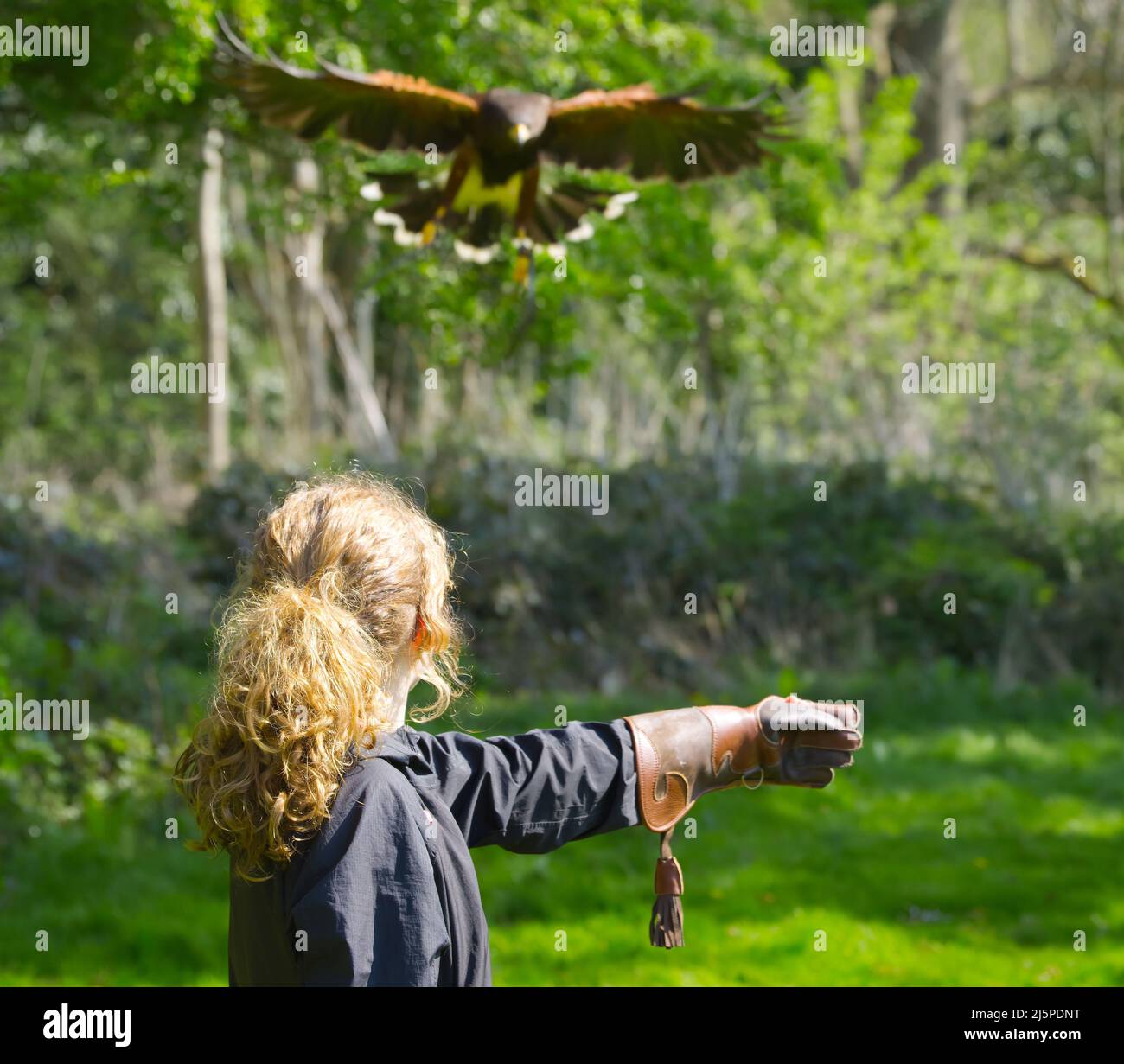Bird prey landing on arm hires stock photography and images Alamy