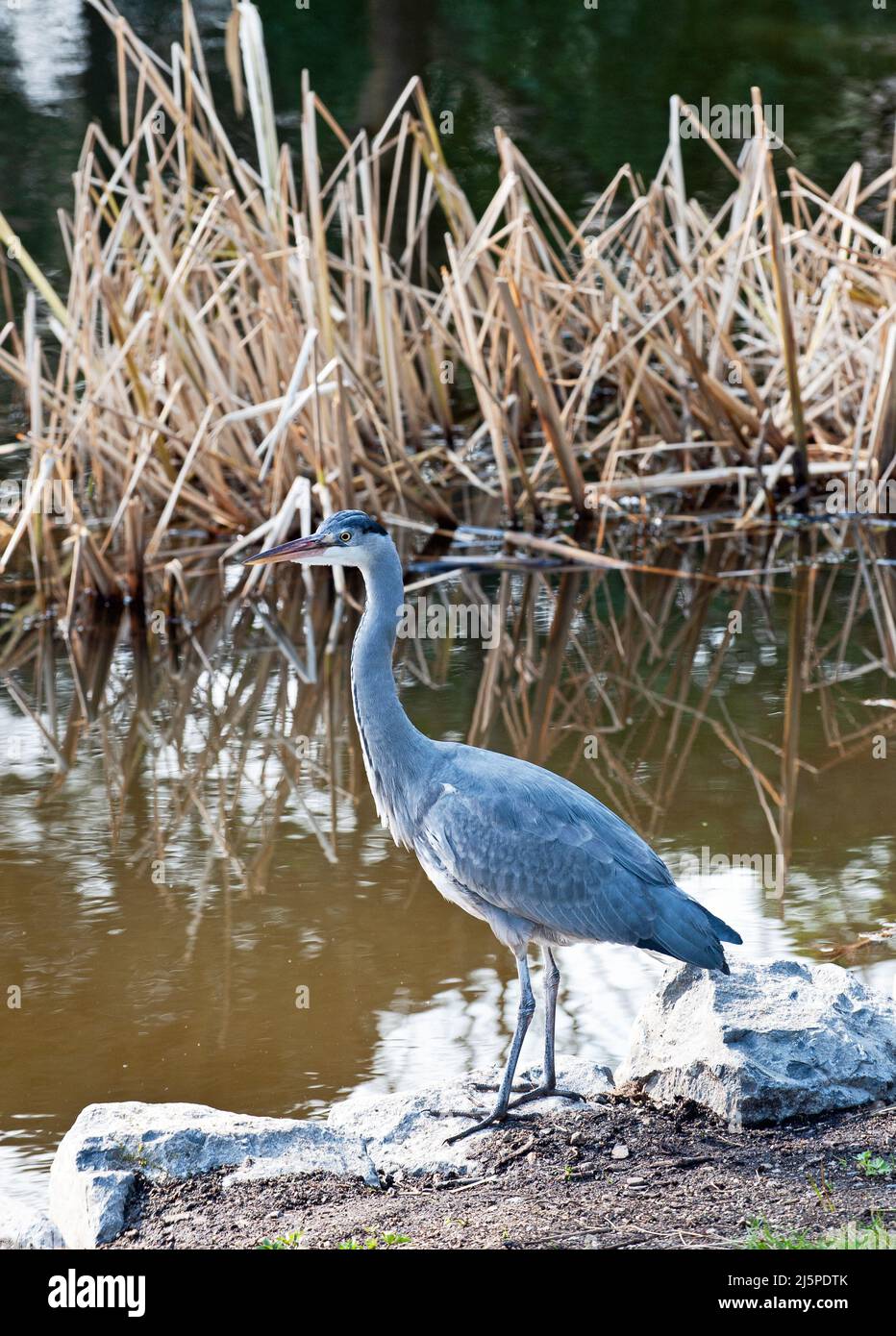 The Grey Heron on the river, Irish wildlife Stock Photo