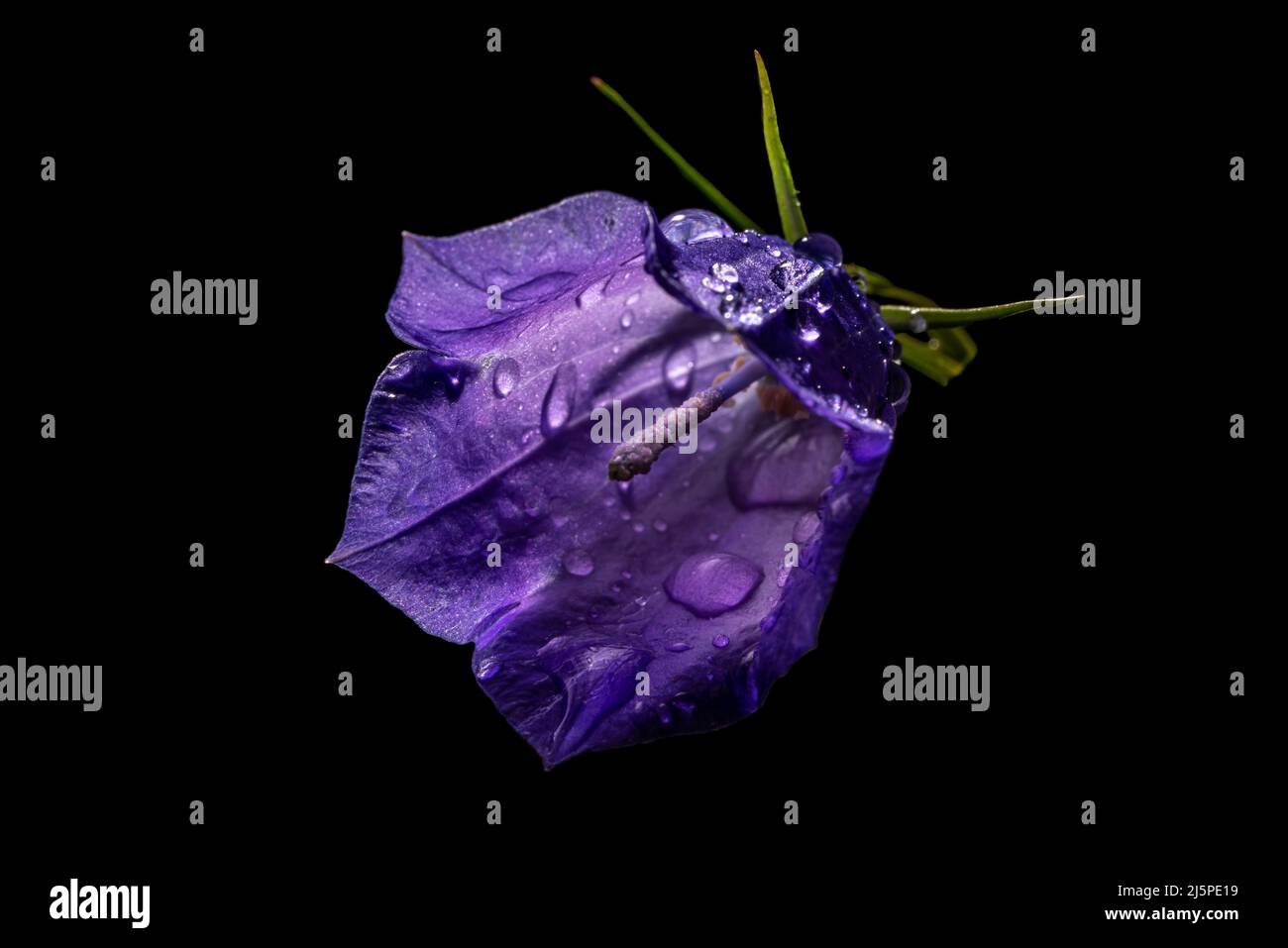 A beautiful specimen of a young bellflower (Campanula) blossom. A warm