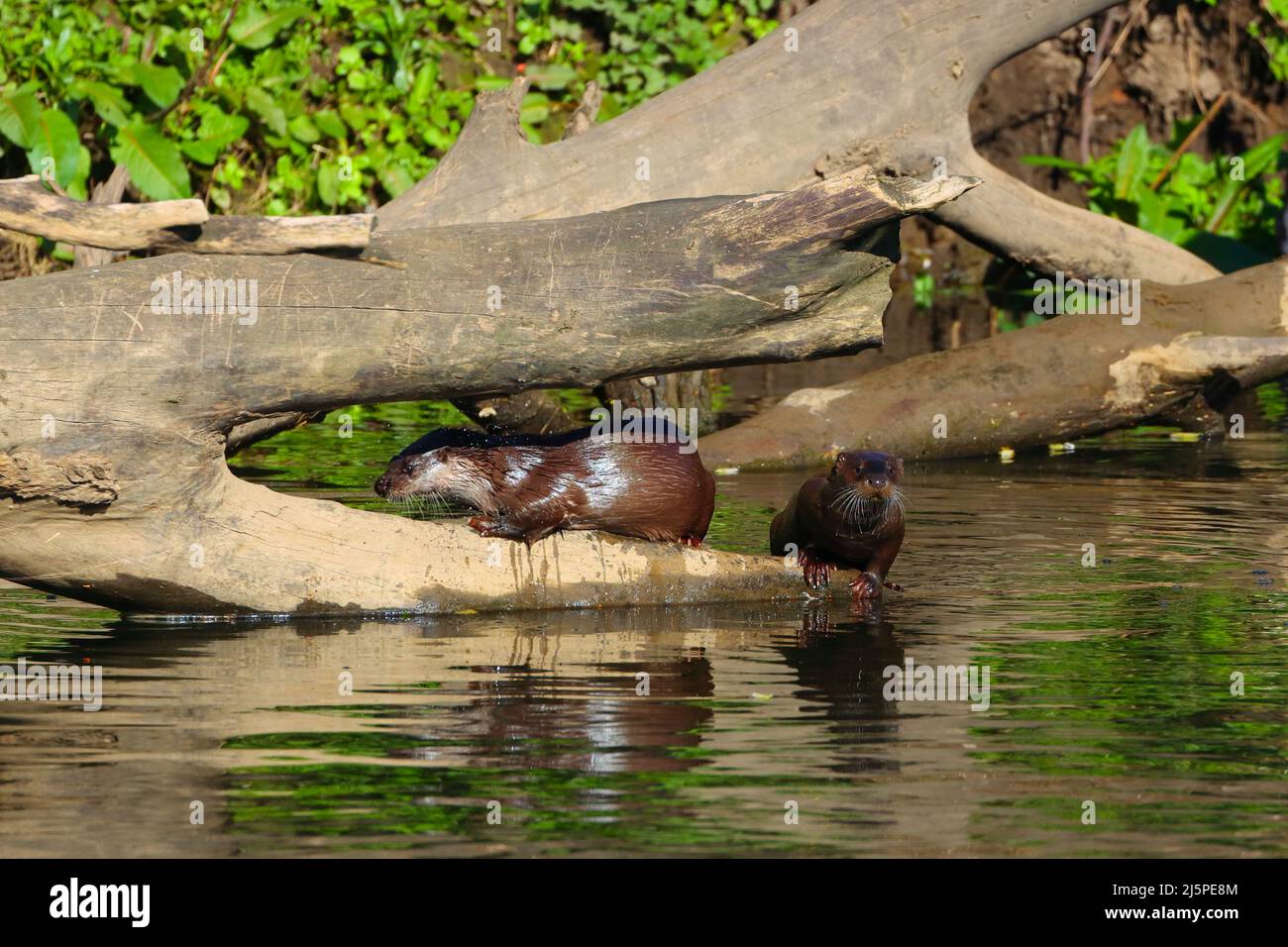 Pair of Otters basking in the Sunlight on a Tree Trunk. River Wear, County Durham, England, UK. Stock Photo