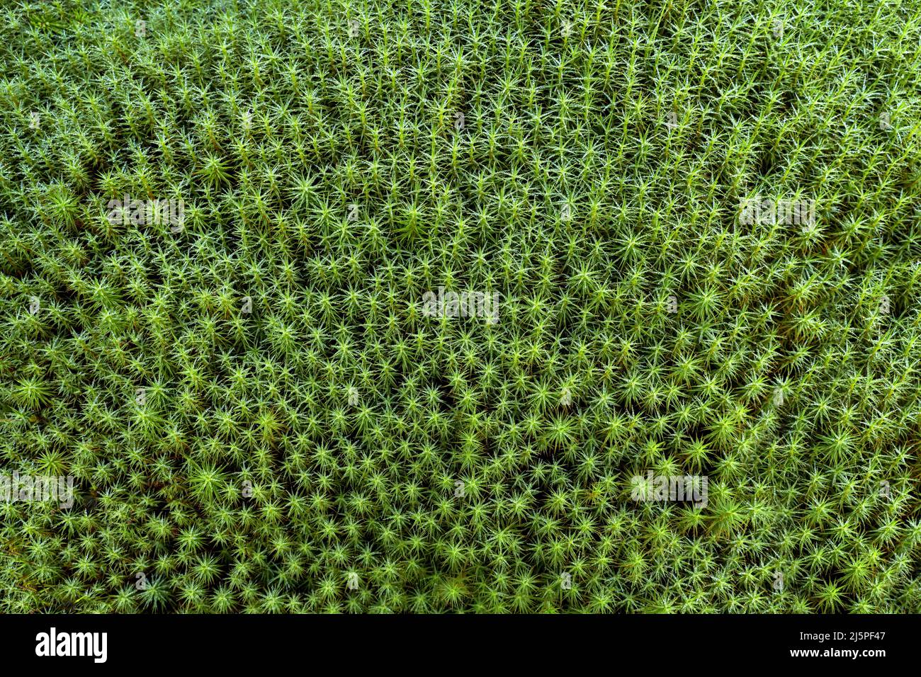Area of green horsetails with water drops Stock Photo