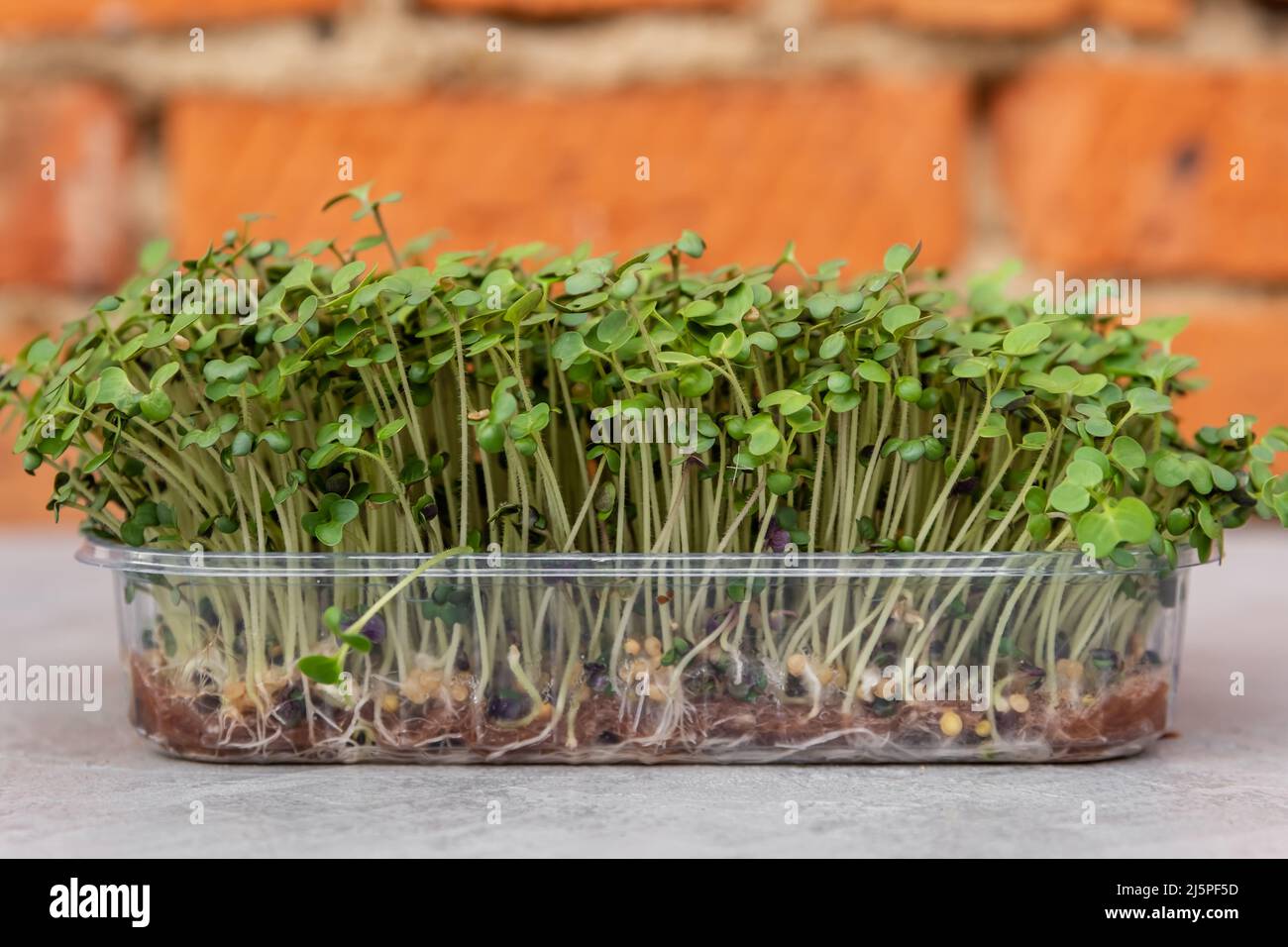 Roots of micro green plant. Growing kale sprouts for healthy salad. Stock Photo