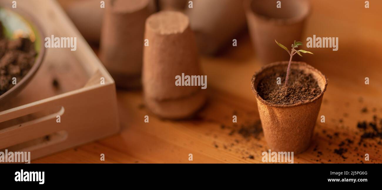 Young fresh seedling growing in biodegradable pot Stock Photo Alamy