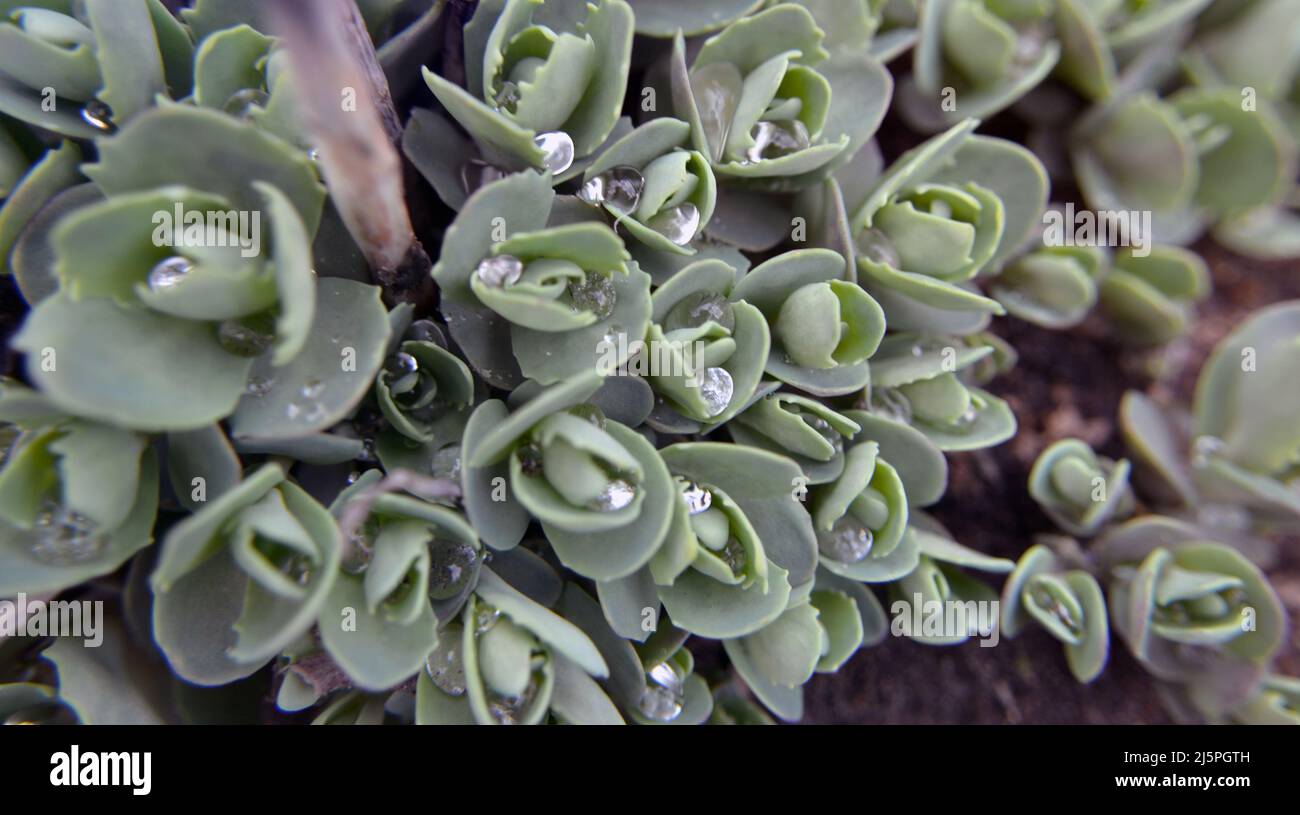 Green natural background. The creative layout of the green leaves. Green succulents leaves with a mild tinted. Sedum spectabile, Saxifraga paniculata Stock Photo