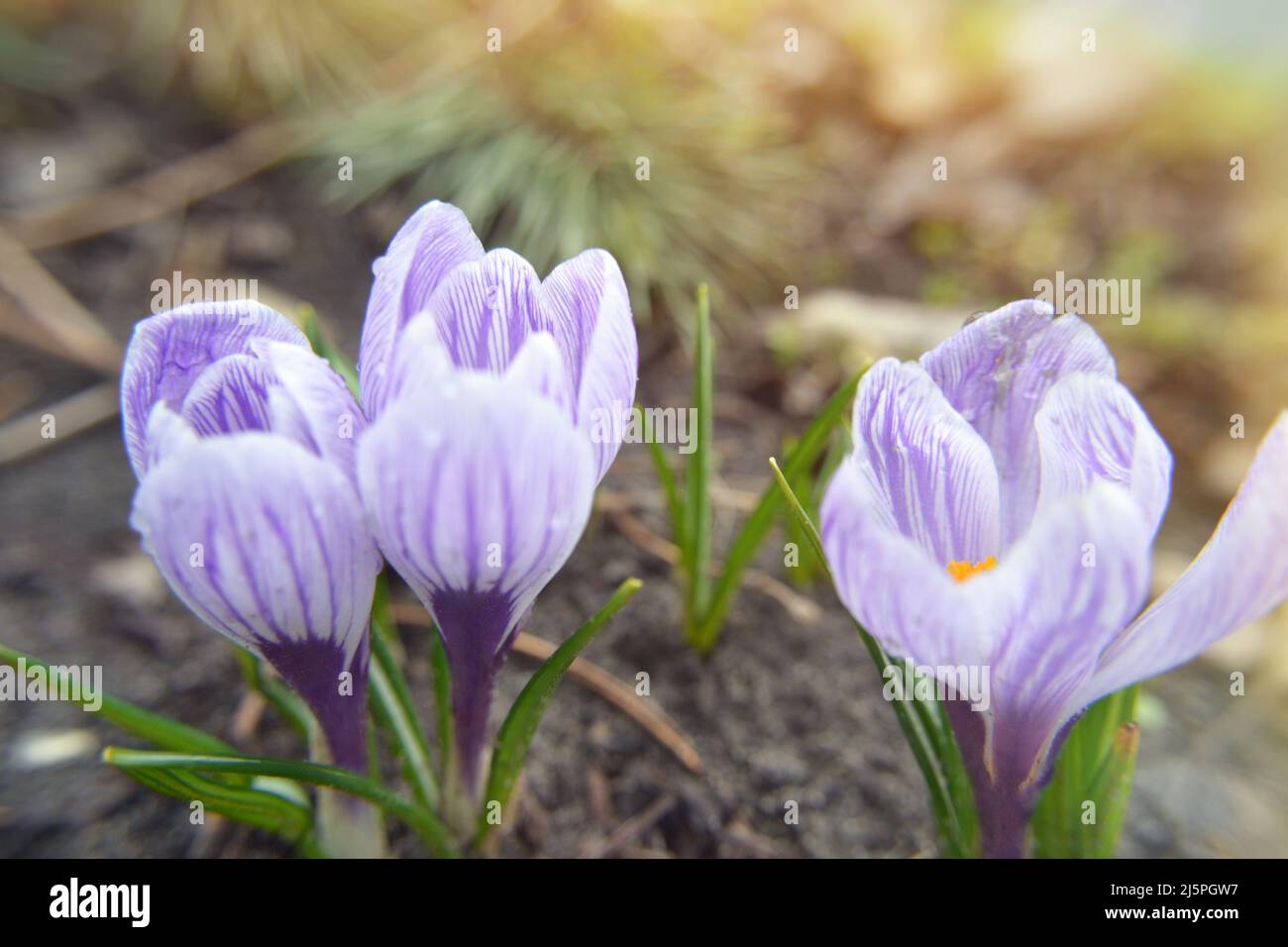 Crocus flowering in the early spring garden. Lilac crocuses at sunset. Close-up image of pretty little spring flowering. Purple crocus growing from ea Stock Photo