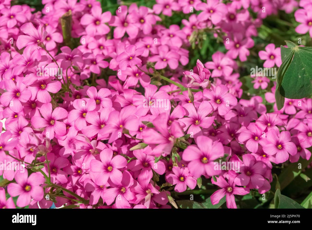 Oxalis articulata, known as pink-sorrel or pink wood sorrel. Close up view pink flowers. Spring and summer seasons. Stock Photo