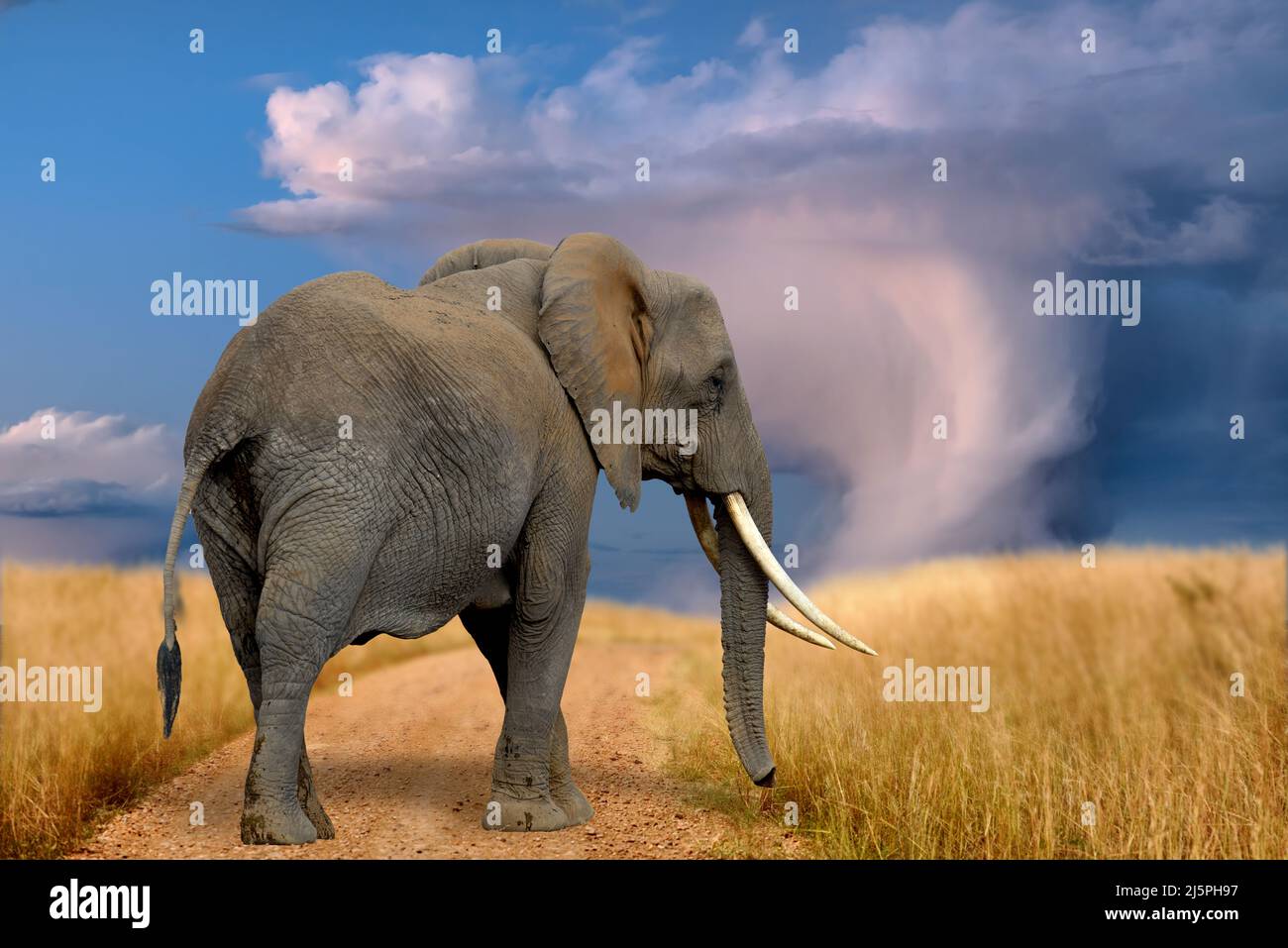 Adult elephants walk on the savannah under the stormy sky. National park of Kenya, Africa Stock Photo