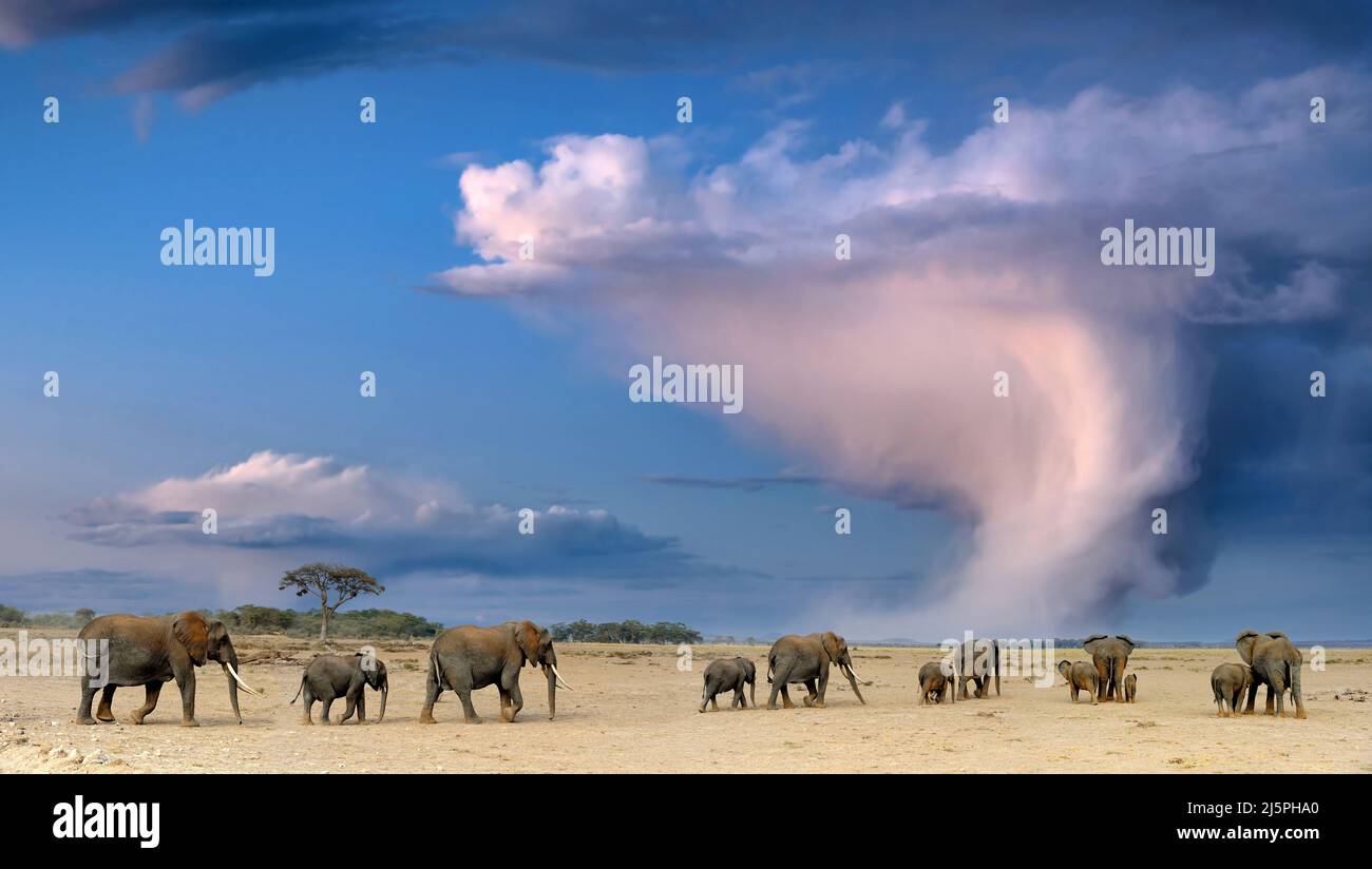 Large elephant herd walking through the dried up land under a stormy sky towards the horizon. National park of Kenya, Africa Stock Photo