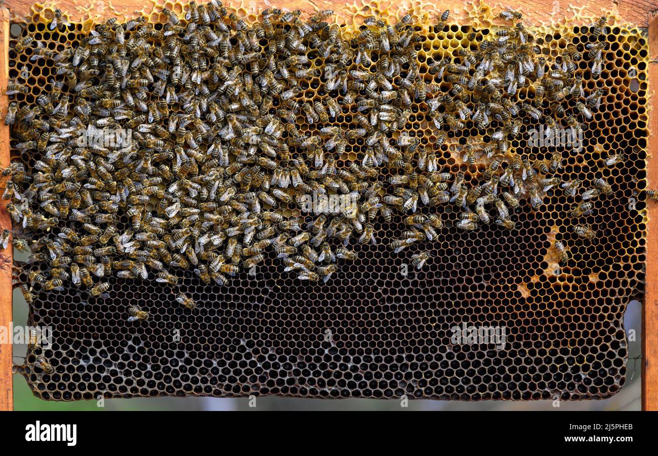 Close up view of the working bees on honey cells Stock Photo - Alamy