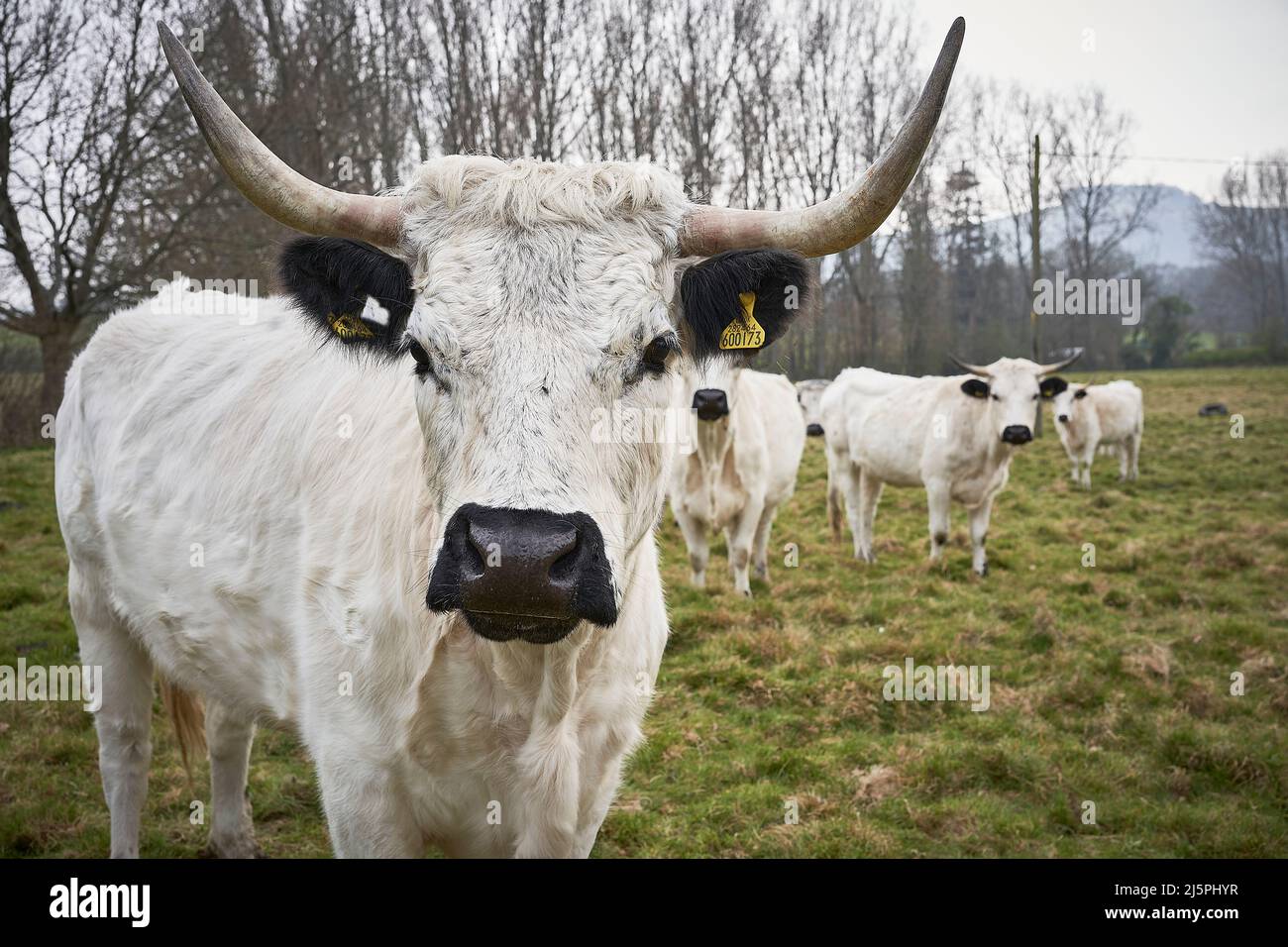 White Park Cattle Rare Breed close up in field Stock Photo