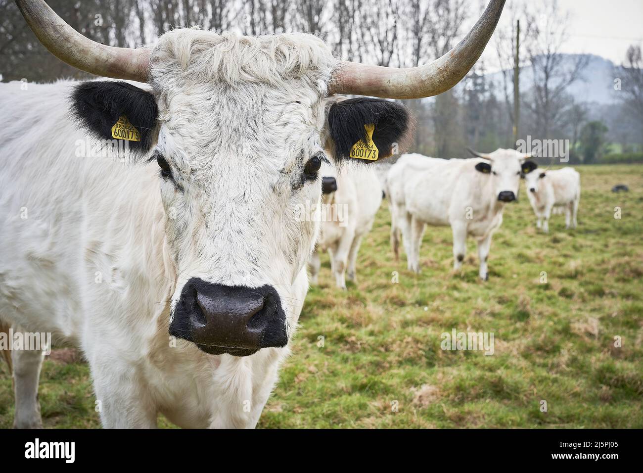 White Park Cattle Rare Breed close up in field Stock Photo