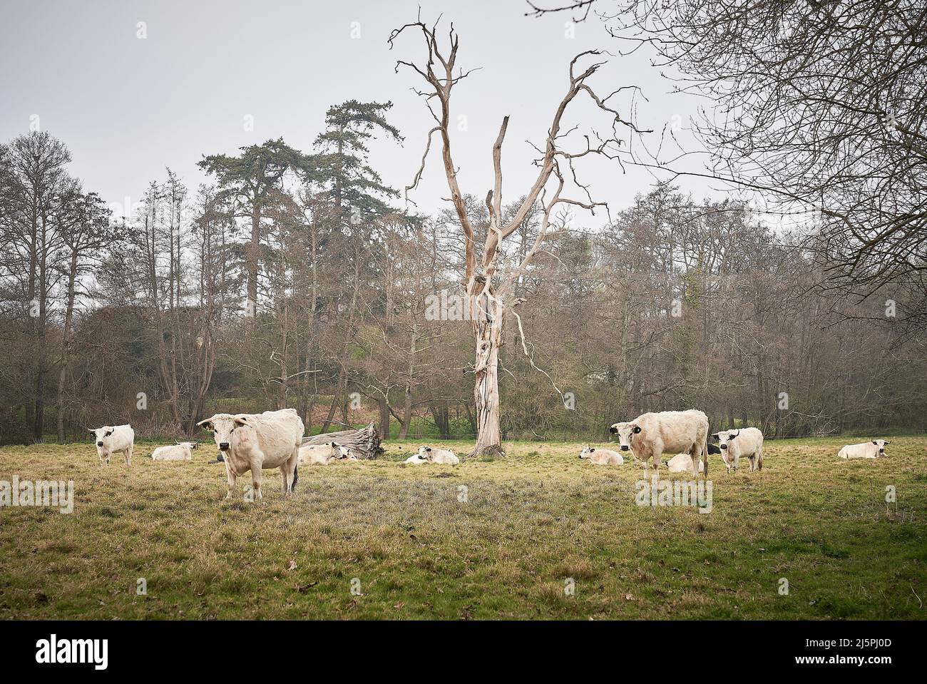 White Park Cattle Rare Breed in field Stock Photo