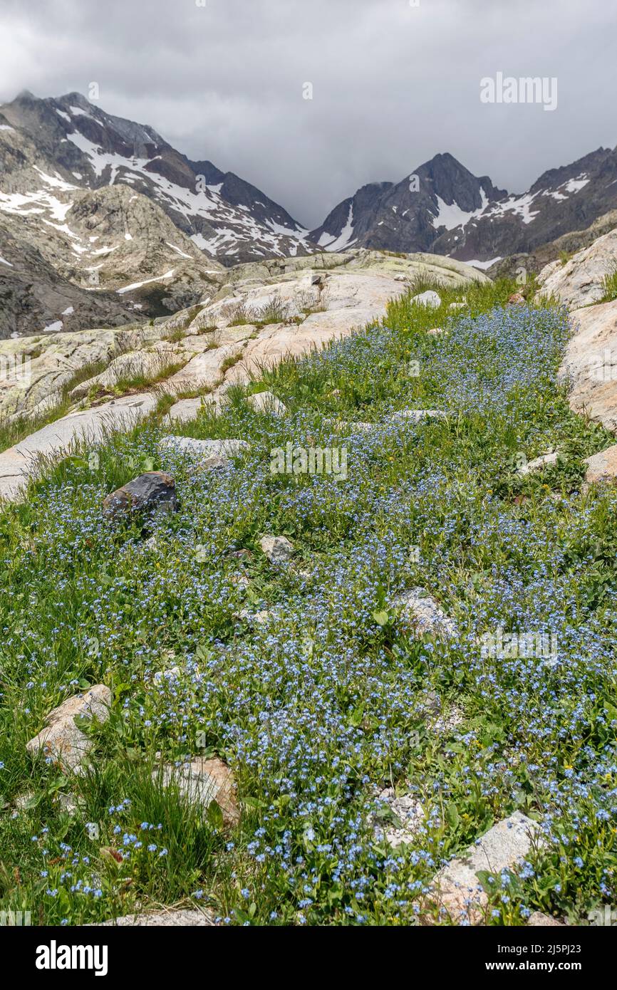 Flowers field at Tena Panticosa valley, Pyrenees, Spain Stock Photo