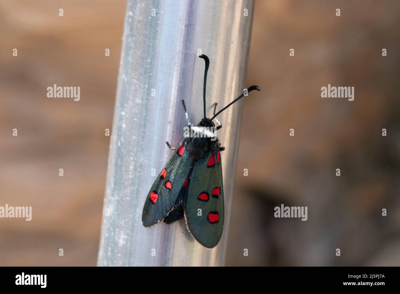 Zygaena lavandulae, 5 Spot Burnet Moth Stock Photo
