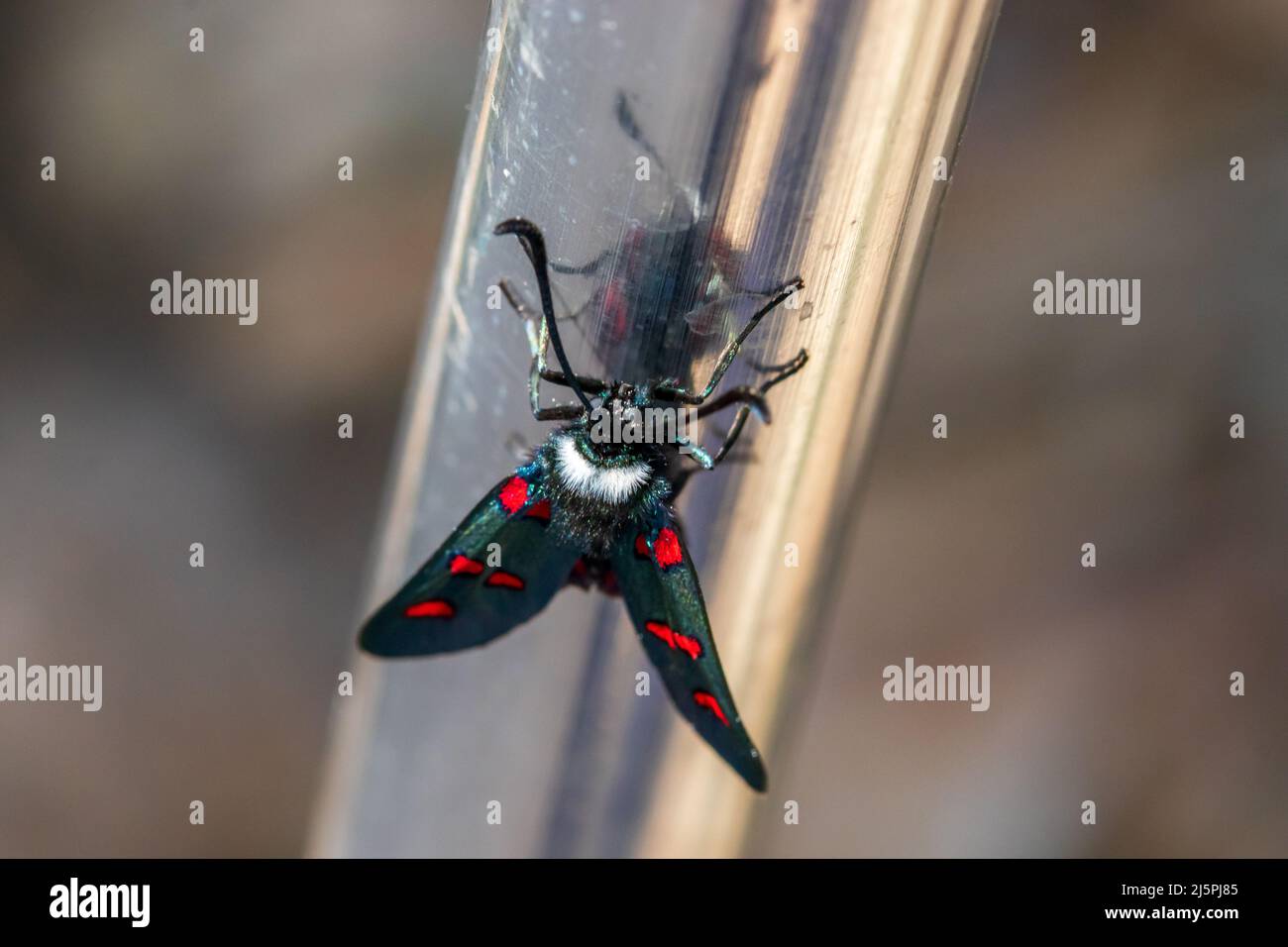 Zygaena lavandulae, 5 Spot Burnet Moth Stock Photo