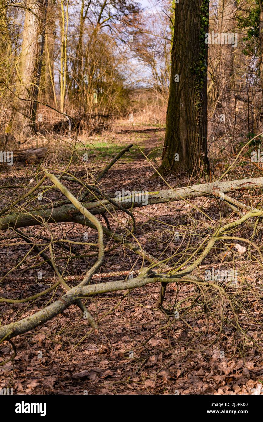 A strong storm simply broke off branches of a large tree and blocked a hiking trail Stock Photo