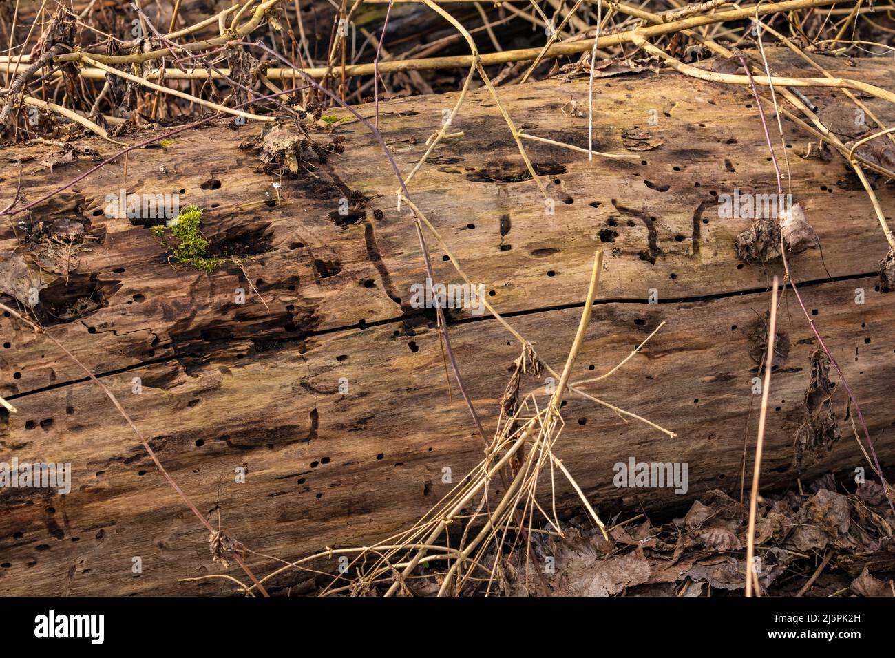 An old dead tree trunk lies on the ground in a protected forest and is being decomposed by insects Stock Photo