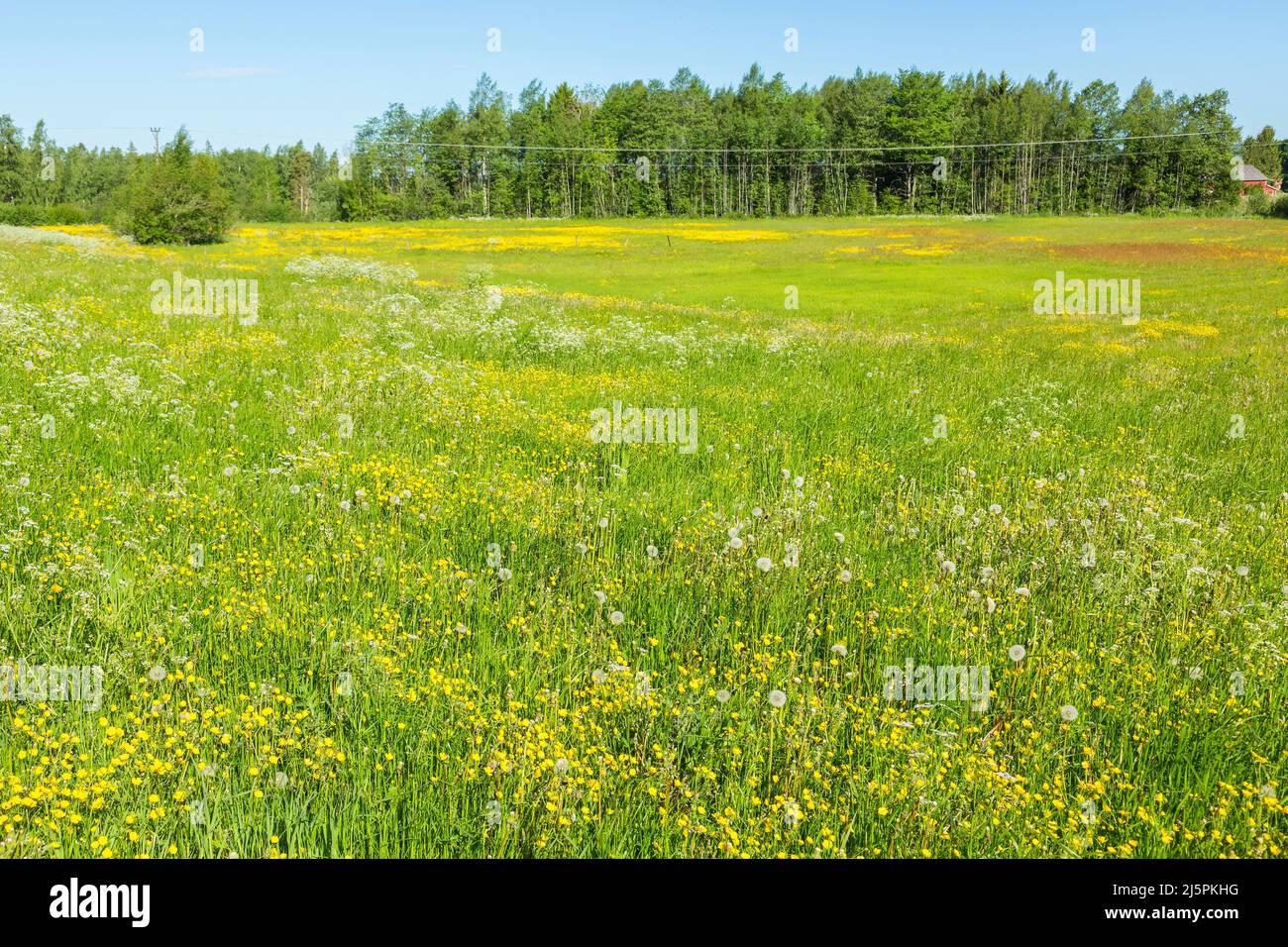 Meadow landscape in summer hi-res stock photography and images - Alamy