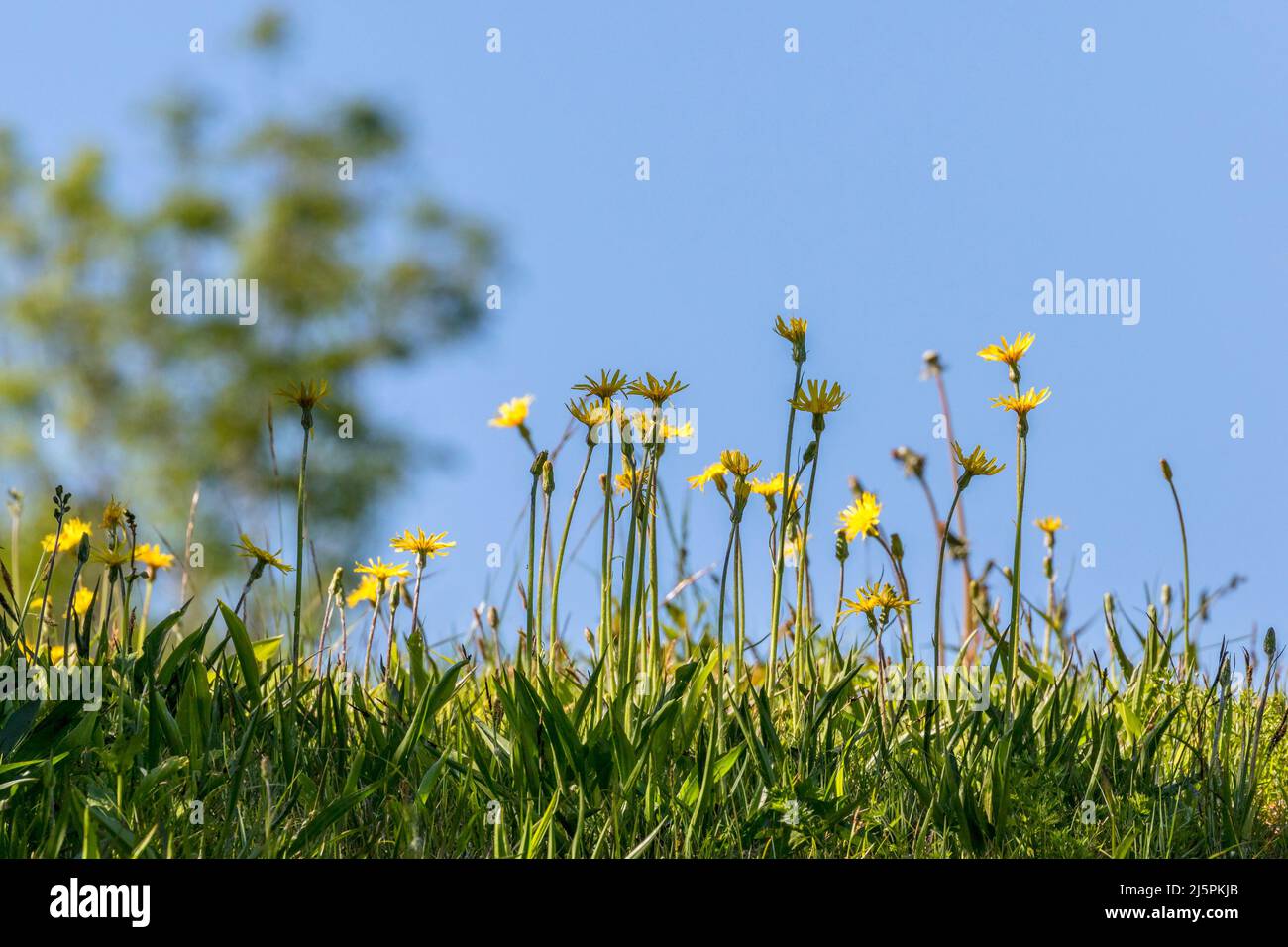 Yellow blue summer flowers hi-res stock photography and images - Alamy