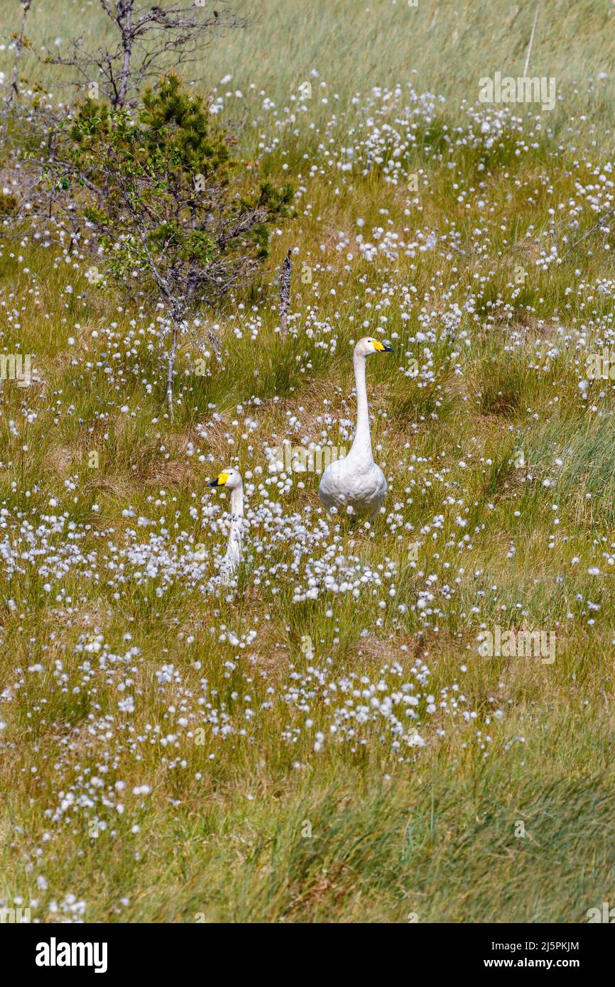 Whooper swans on a bog with flowering cottongrass Stock Photo