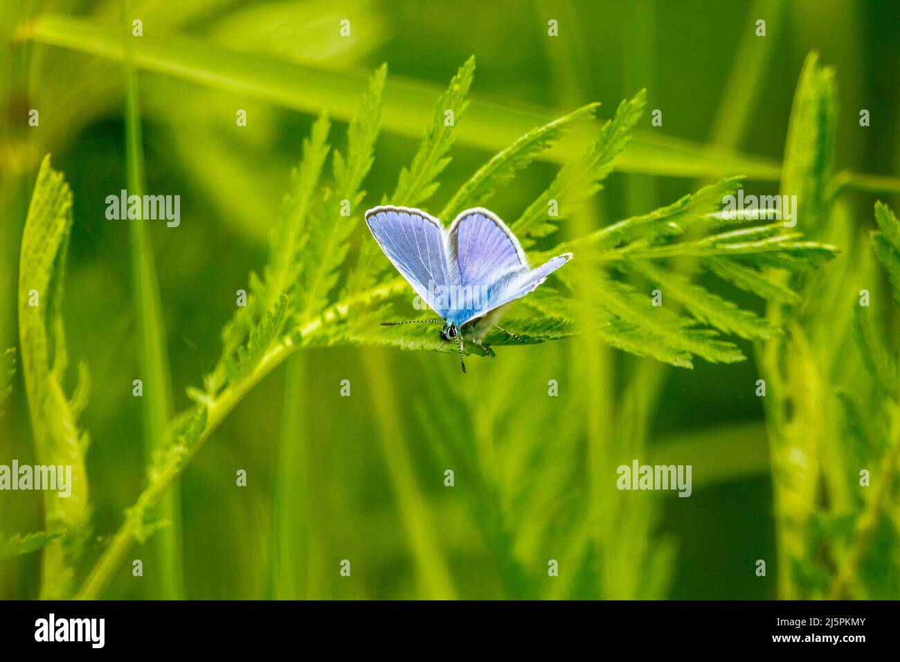 Common blue butterfly sitting on a green leaf Stock Photo - Alamy