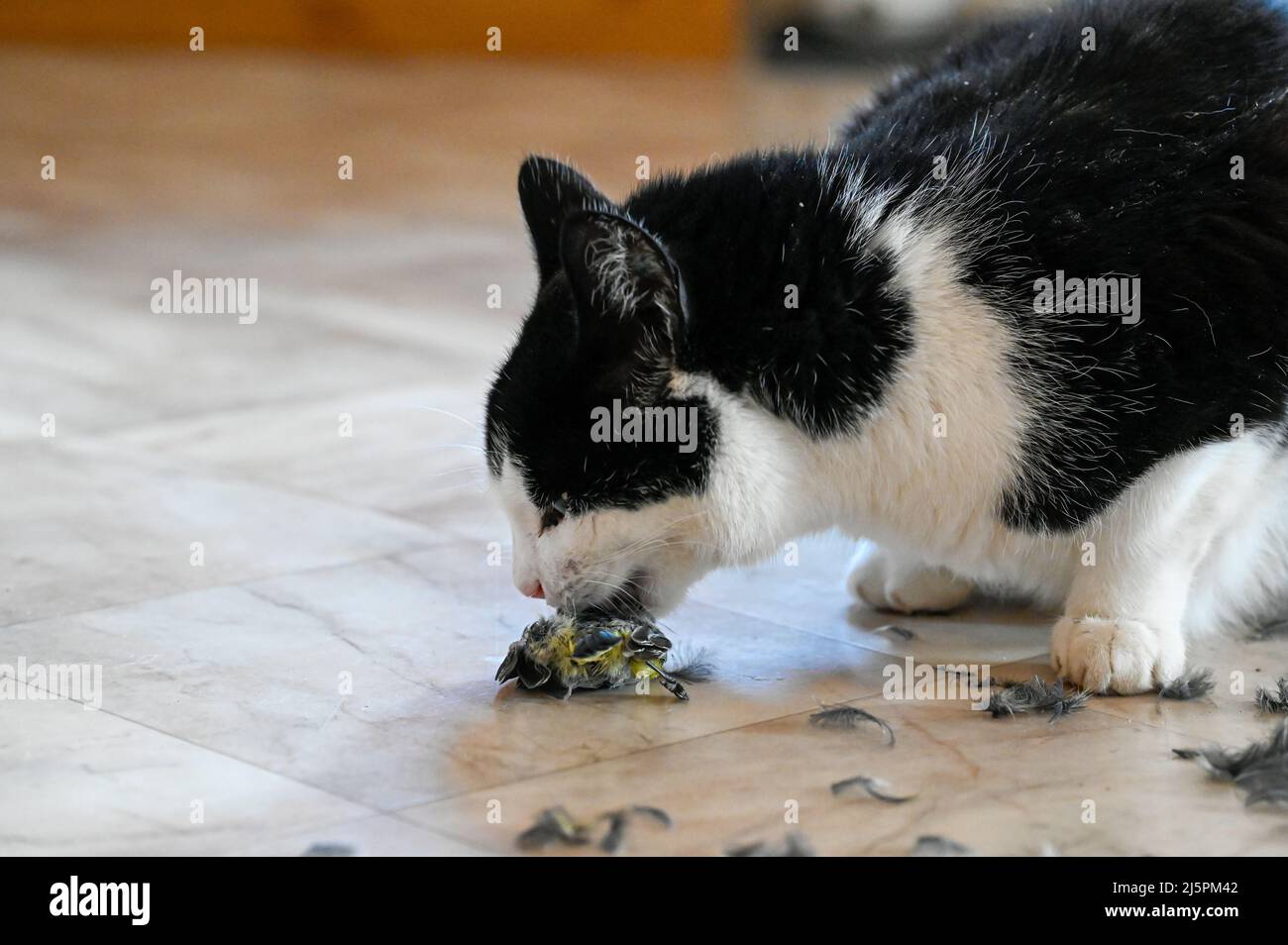 Domestic cat eating small bird on plastic floor indoors Stock Photo