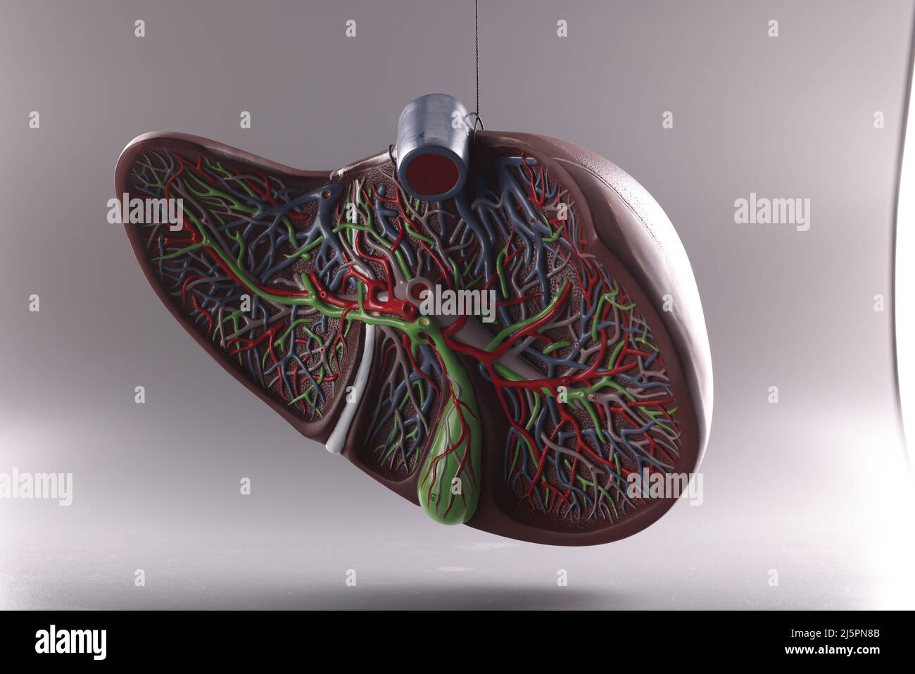 Visual plastic anatomical model of human liver Stock Photo Alamy