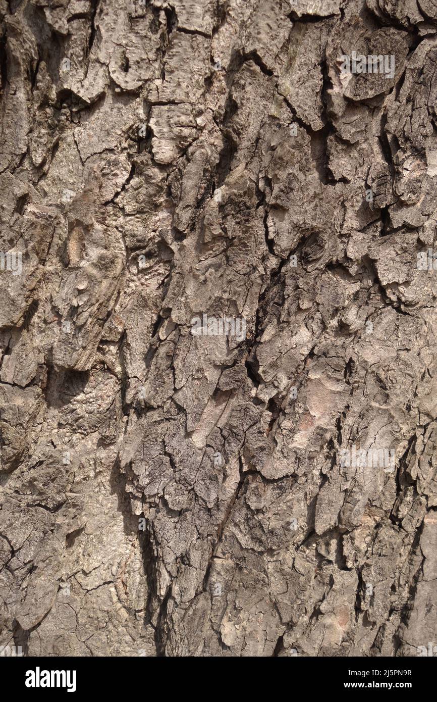 macro of a tree trunk Stock Photo